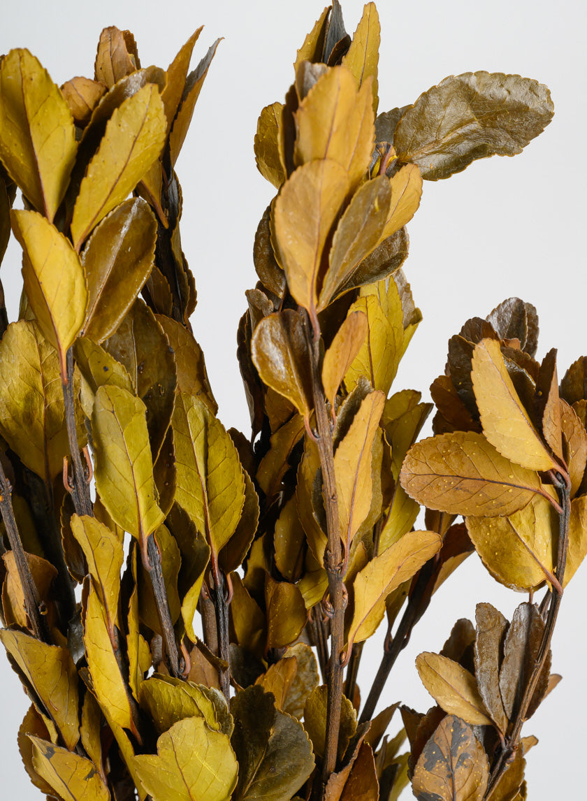 20in Long Dried Holly Branch Bundle Decor Jamali Garden