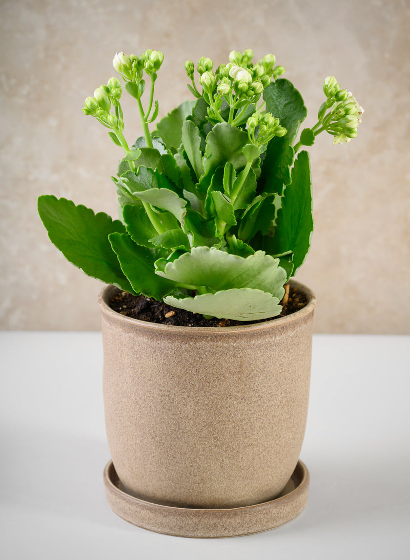 5in Tall Azra Light Brown Ceramic Pot with Saucer Decor Jamali Garden