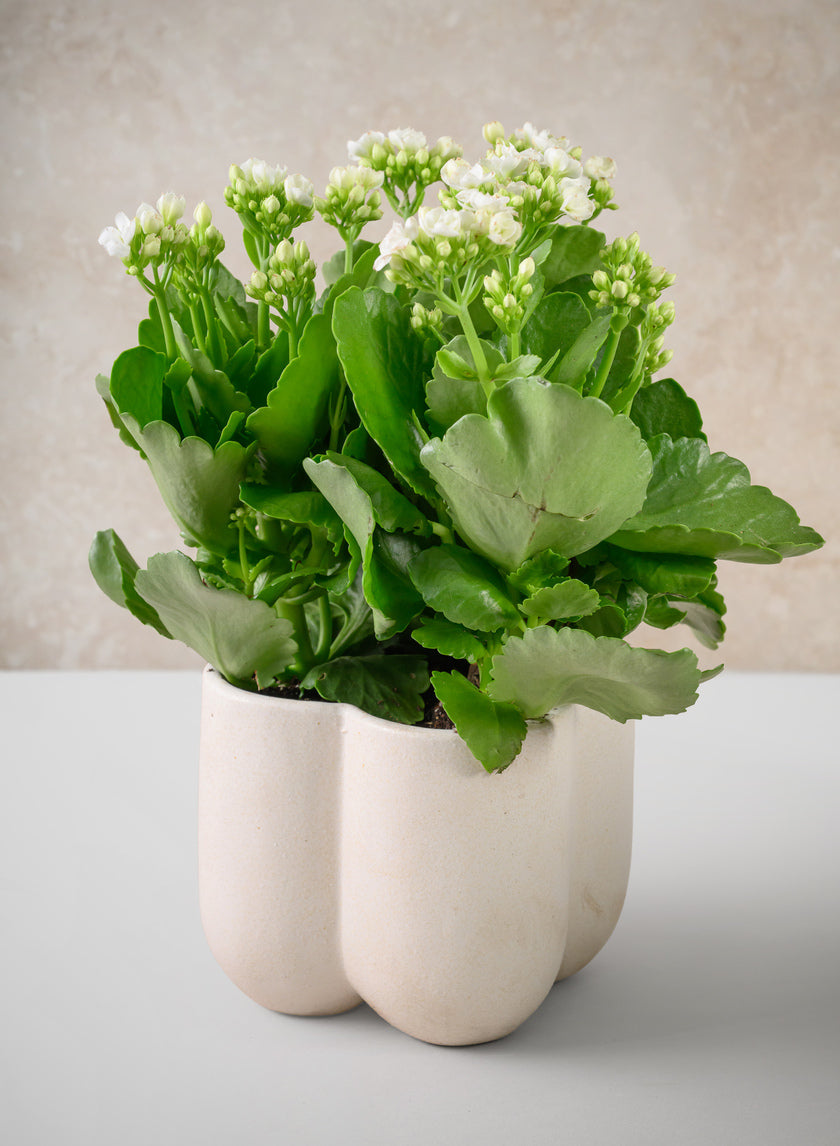 5in Tall Sand White Freya Ceramic Cachepot Decor Jamali Garden