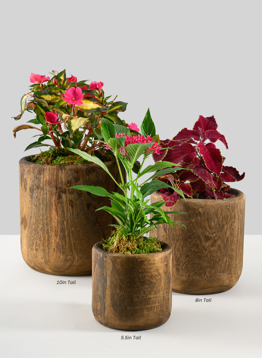 Dark Walnut Finish Paulownia Wood Cache Pot Decor Jamali Garden