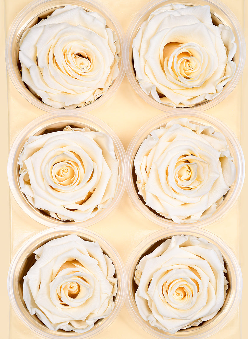 Preserved Cream Rose, Set of 6 Decor Jamali Garden