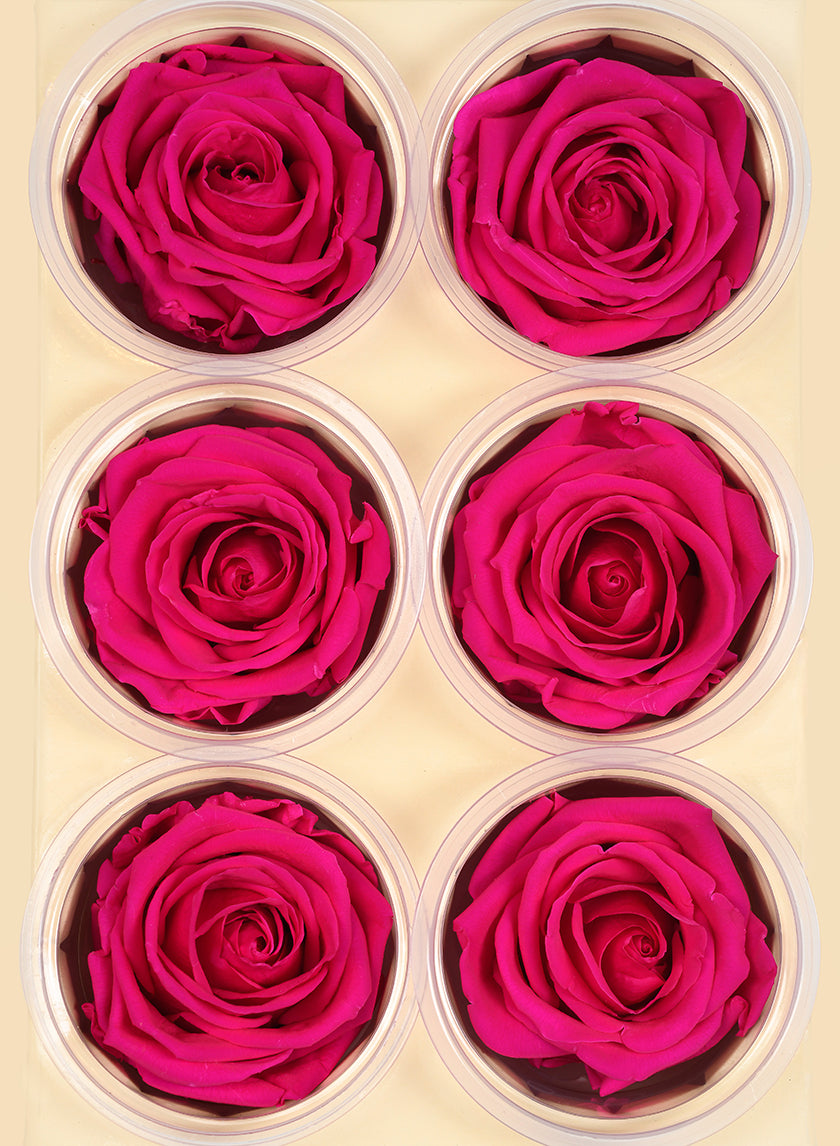 Preserved Sophisticated Magenta Rose, Set of 6 Decor Jamali Garden