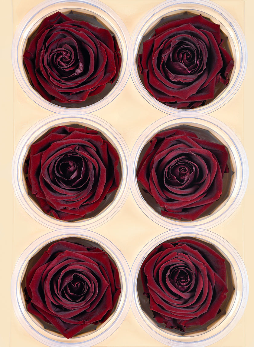 Preserved Burgundy Elegant Red Wine Rose, Set of 6 Decor Jamali Garden