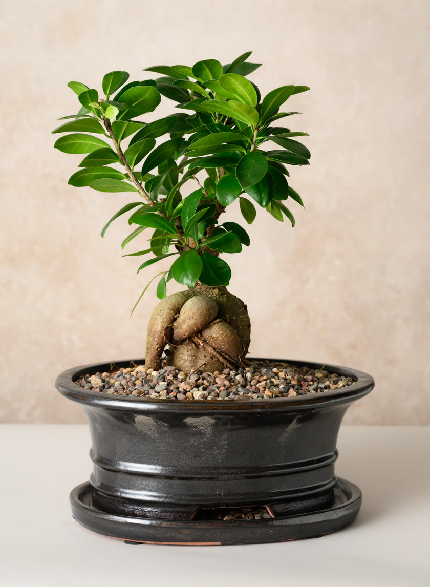 10in Long Penjing Oval Bonsai Ceramic Pot with Saucer, Chocolate Brown Decor Jamali Garden