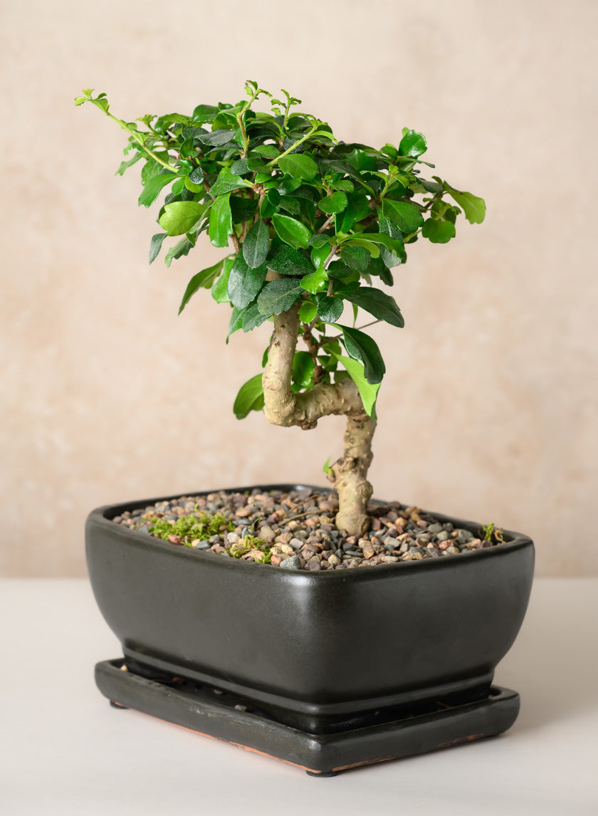 8.5in Long Penjing Rectangle Bonsai Ceramic Pot with Saucer, Matte Black Decor Jamali Garden