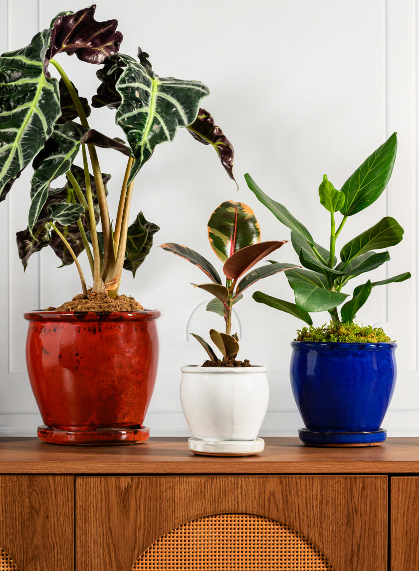 7in Tall Ming Oxblood Red Ceramic Pot with Saucer Decor Jamali Garden