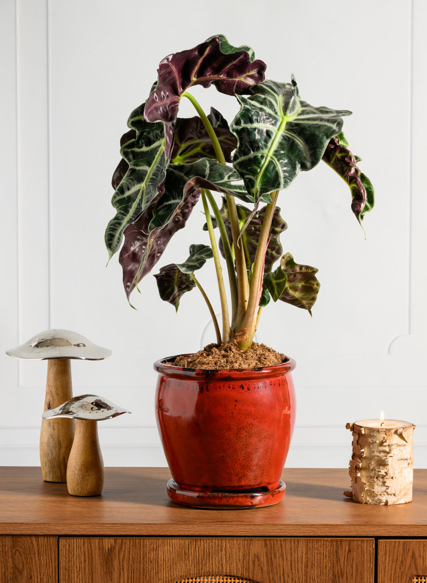 7in Tall Ming Oxblood Red Ceramic Pot with Saucer Decor Jamali Garden