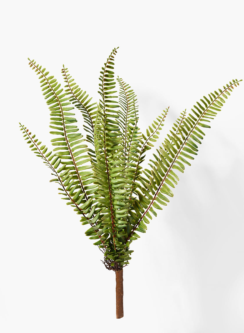 20in Long Boston Fern Bush, Case of 12 Decor Jamali Garden