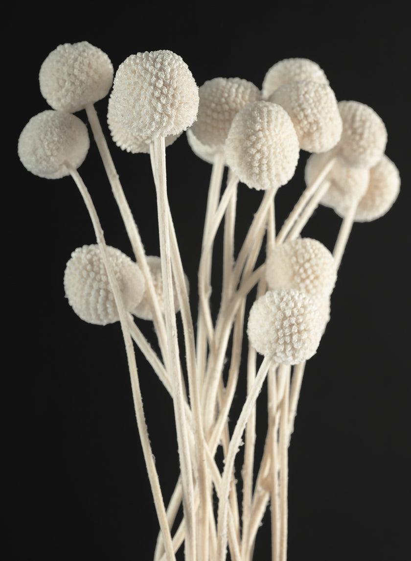 24in Long Bleached Craspedia Bunch Decor Jamali Garden