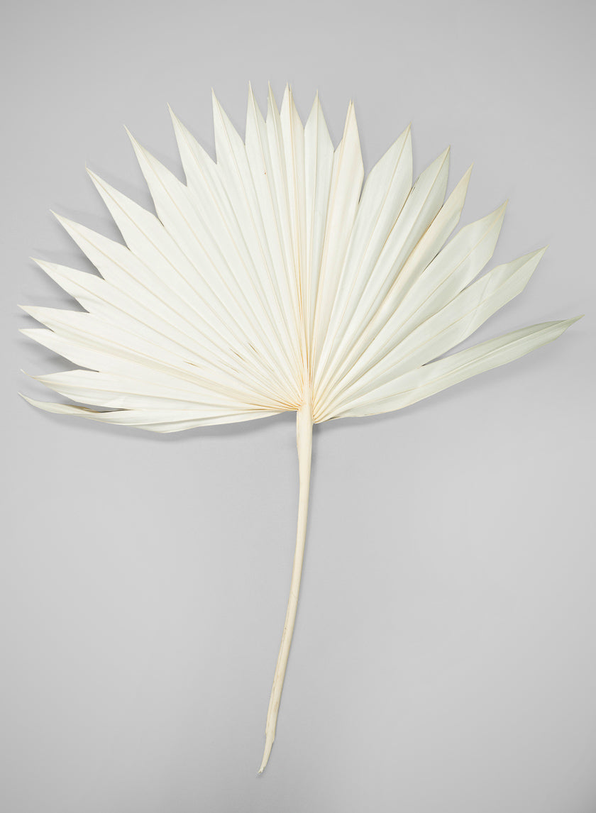 20in Long Bleached Sun Palm Leaf Decor Jamali Garden