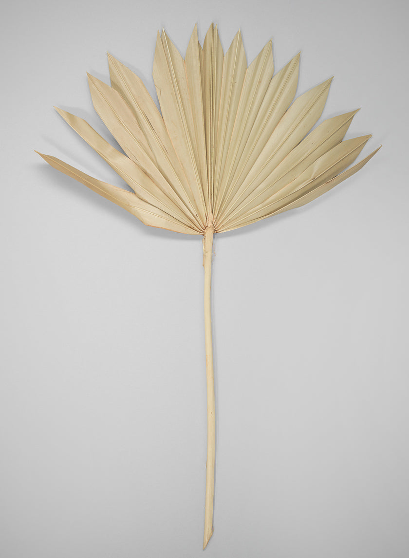20in Long Natural Sun Palm Leaf Decor Jamali Garden