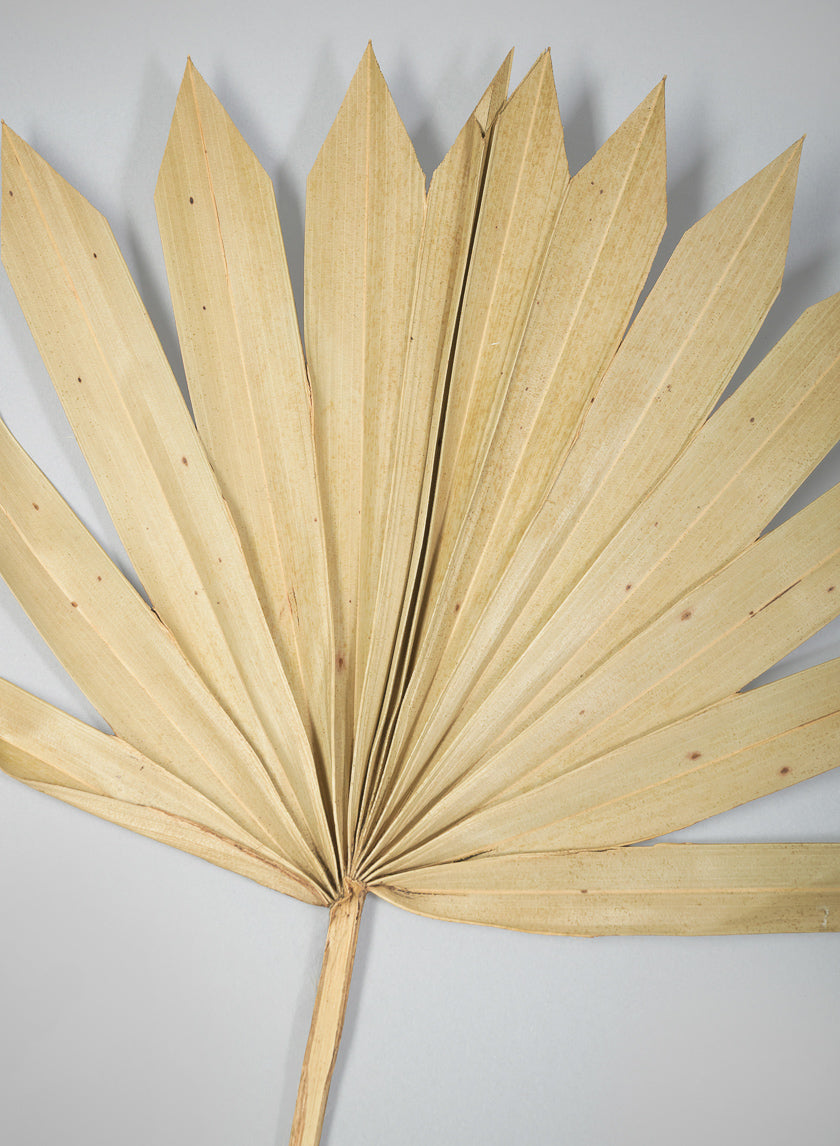 20in Long Natural Sun Palm Leaf Decor Jamali Garden