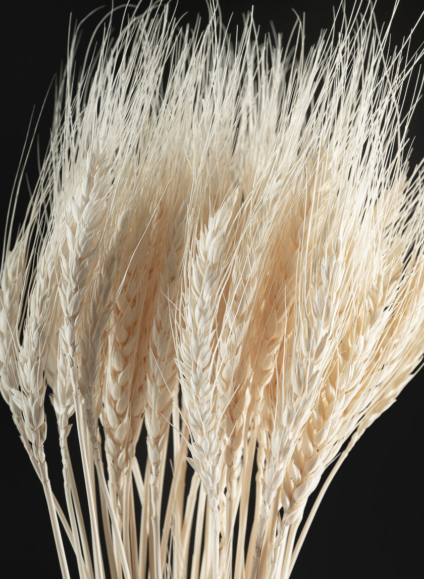 28in Long Bleached Triticum Wheat Bunch Decor Jamali Garden