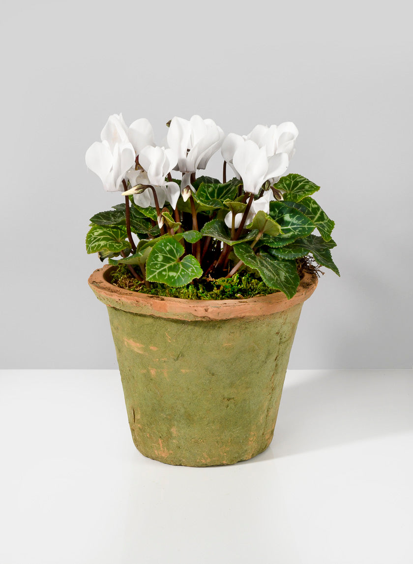 Mossed Redstone Standard Clay Pots Decor Jamali Garden