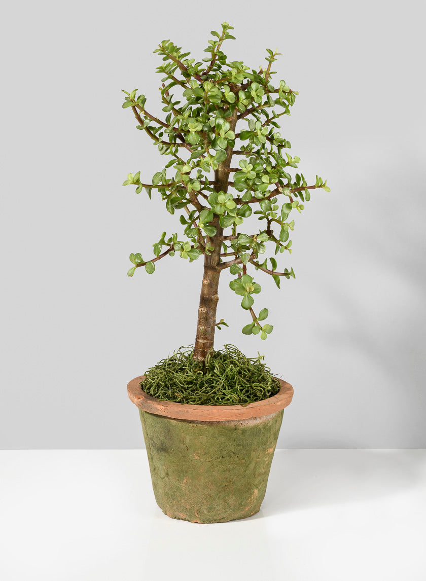 Mossed Redstone Standard Clay Pots Decor Jamali Garden