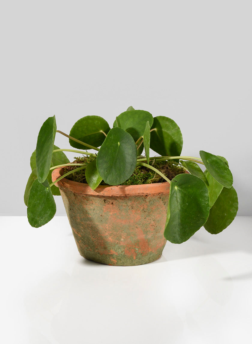 Mossed Redstone Standard Clay Pots Decor Jamali Garden