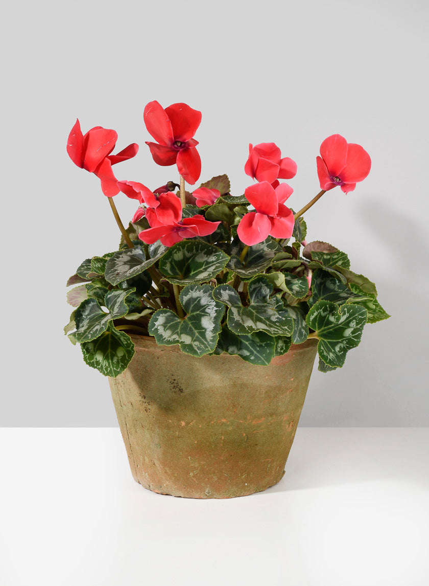 Mossed Redstone Standard Clay Pots Decor Jamali Garden