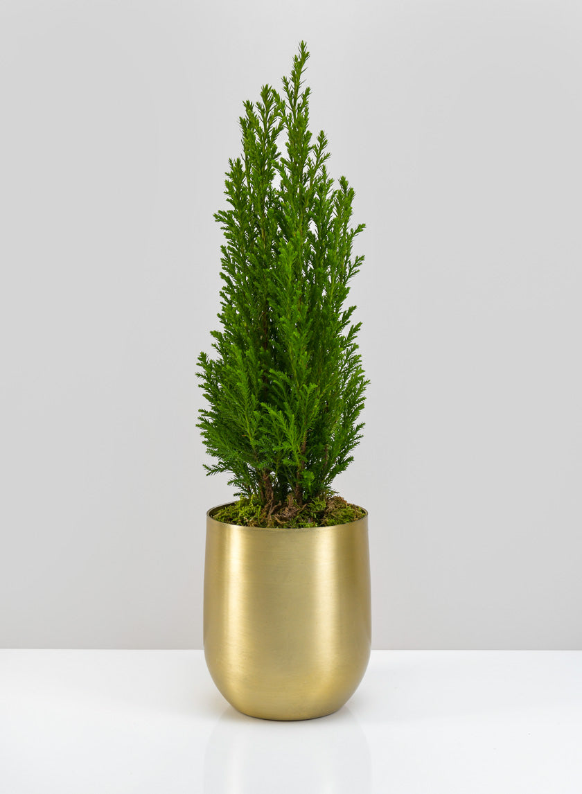 Ragha Brass Look Aluminum Pot Decor Jamali Garden