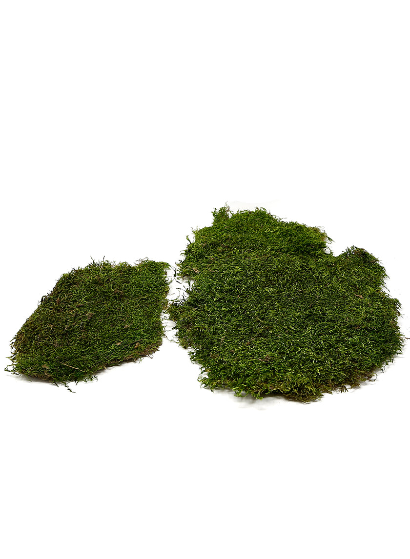 Super Moss Preserved Sheet Moss Decor Jamali Garden