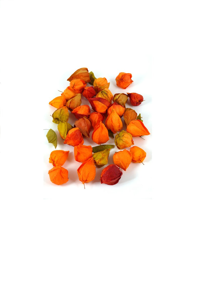 Chinese Lanterns, 0.15 lbs. Decor Jamali Garden