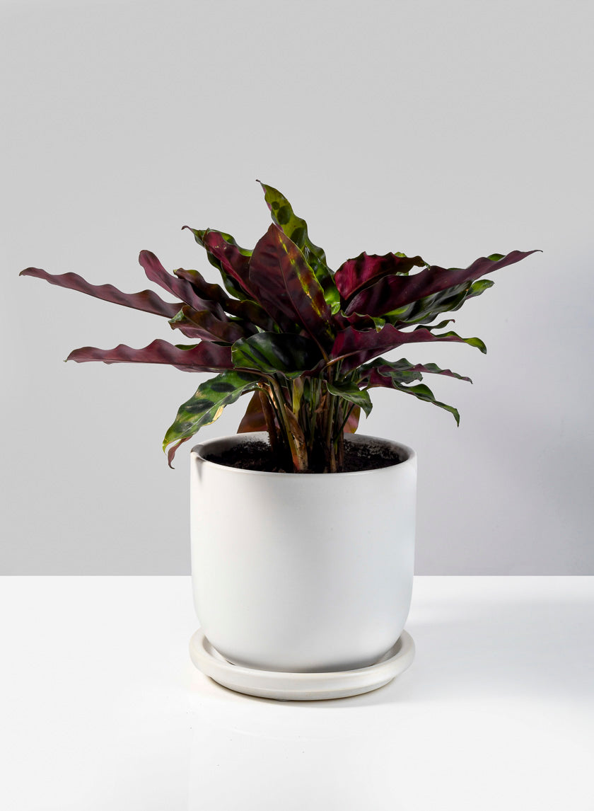 Marble Aeon Ceramic Pot & Saucer Decor Jamali Garden
