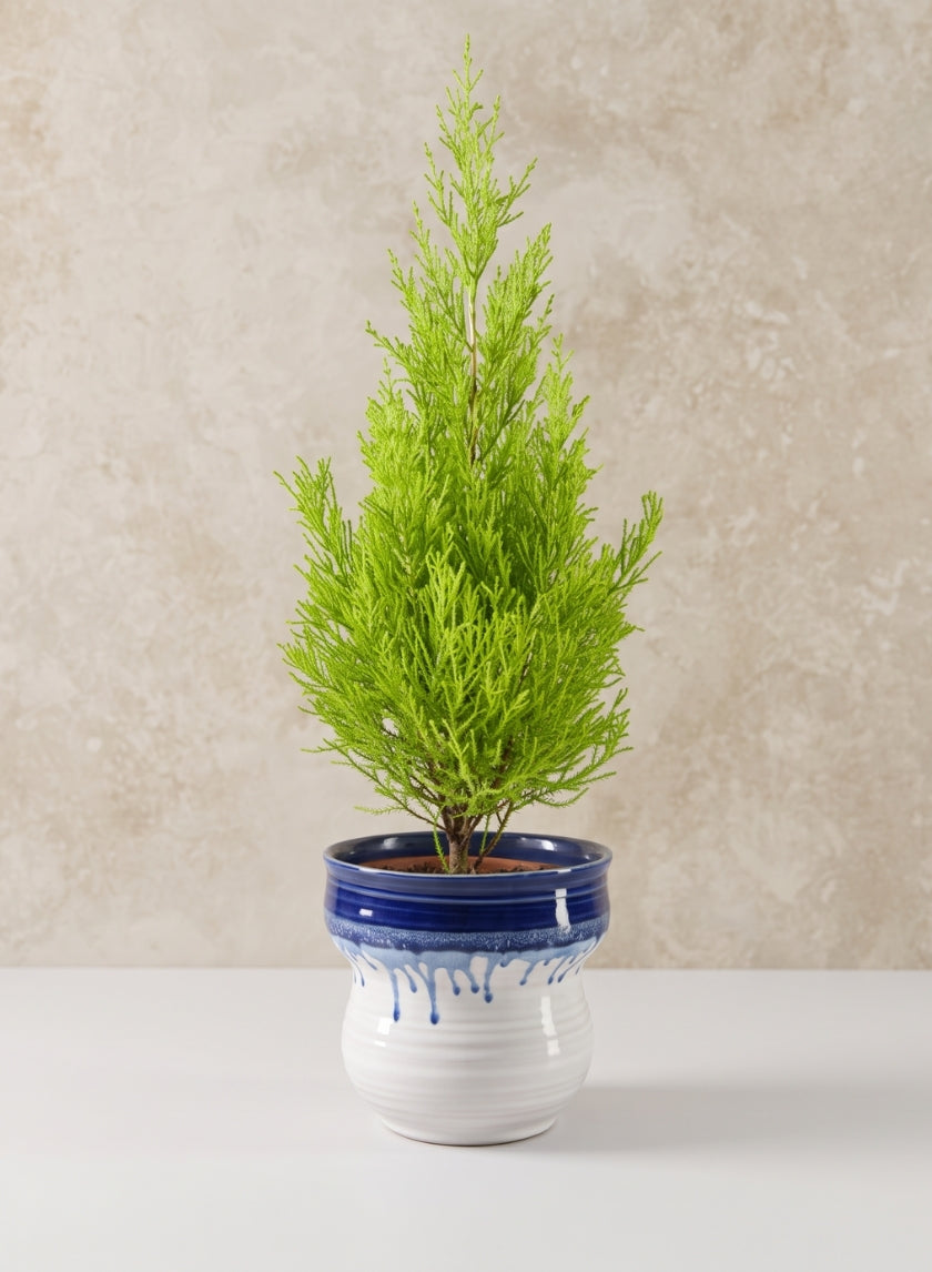 5.5in Tall Harami Running Blue Ceramic Pot Decor Jamali Garden