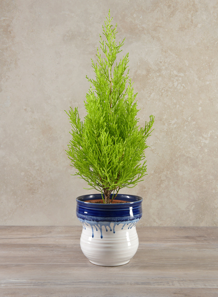 5.5in Tall Harami Running Blue Pot Decor Jamali Garden