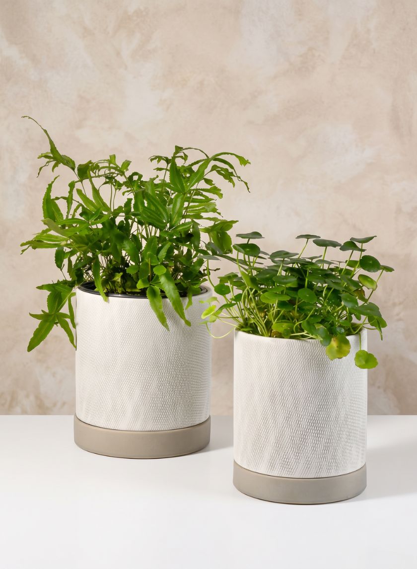 Diamond Relief Ceramic Pot & Saucer Decor Jamali Garden