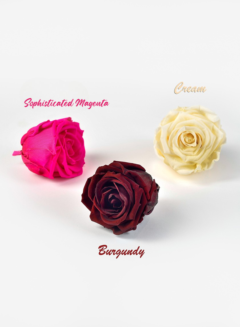 Preserved Sophisticated Magenta Rose, Set of 6 Decor Jamali Garden