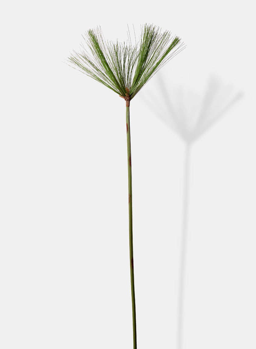 43.5in Long Cypress Branch, Case of 12 Decor Jamali Garden