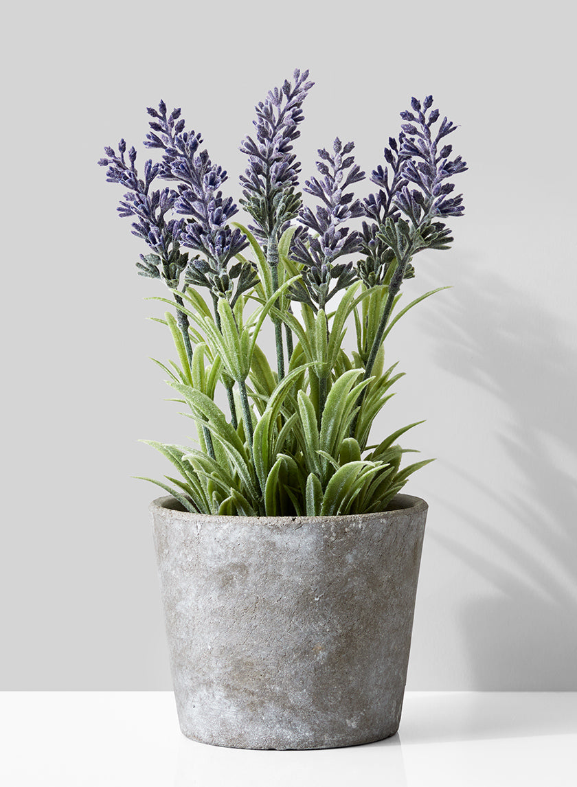 10in Tall Lavender In Cement Pot Decor Jamali Garden