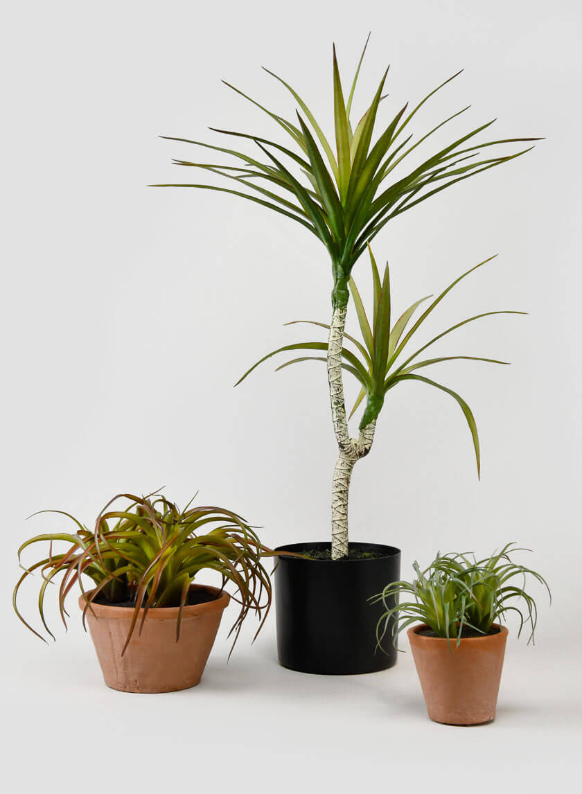 8in Tall Medium Potted Tillandsia Decor Jamali Garden