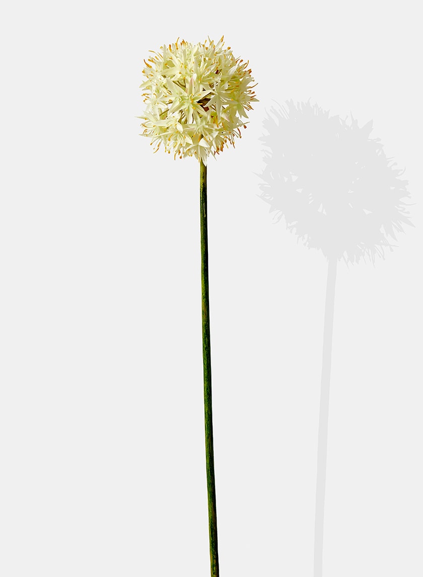 29in Long White Allium, Case of 12 Decor Jamali Garden