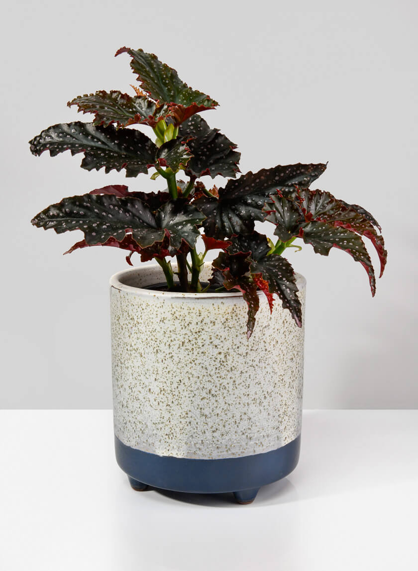 Ground Java Planter Decor Jamali Garden