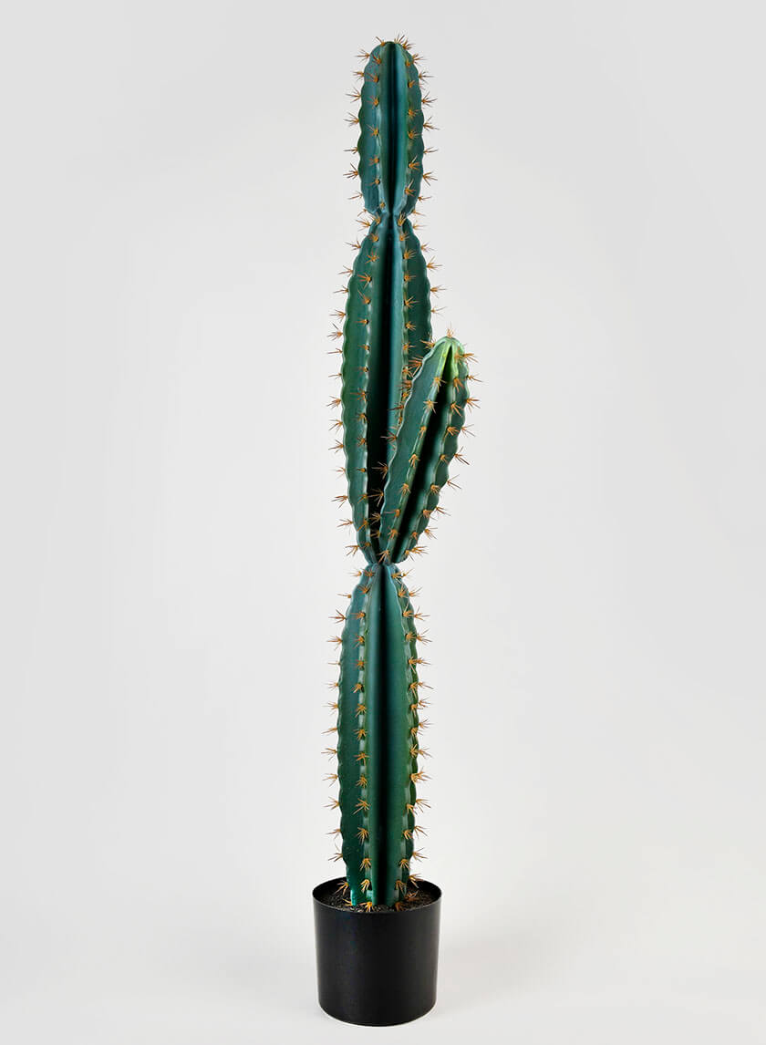 51in Tall Blue Torch Cactus Decor Jamali Garden