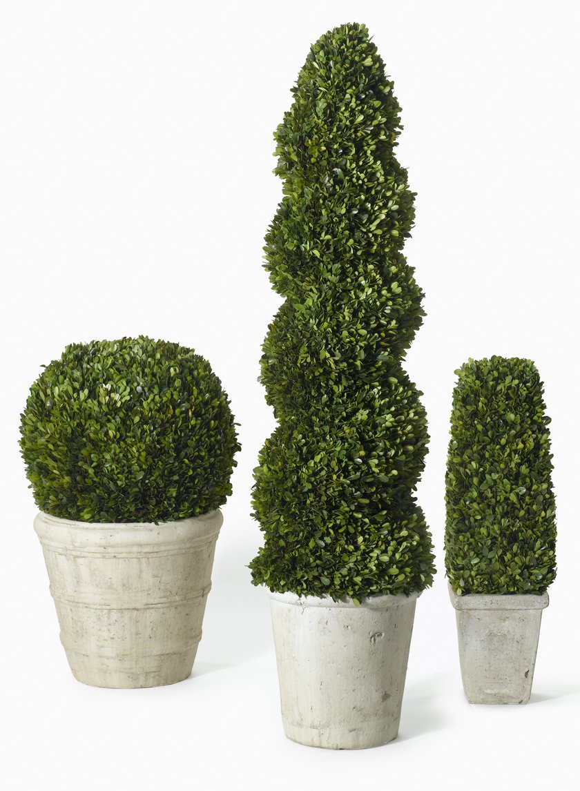51in Long Spiral Boxwood Topiary in Pot Decor Jamali Garden