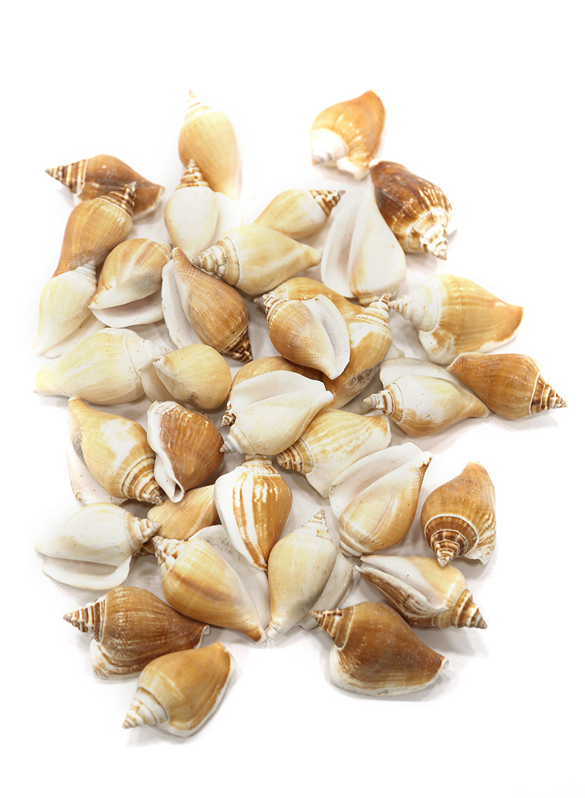 Capiz Shells Decor Jamali Garden