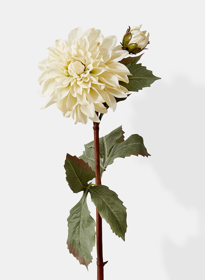 33in Long Cream Dahlia, Case of 12 Decor Jamali Garden