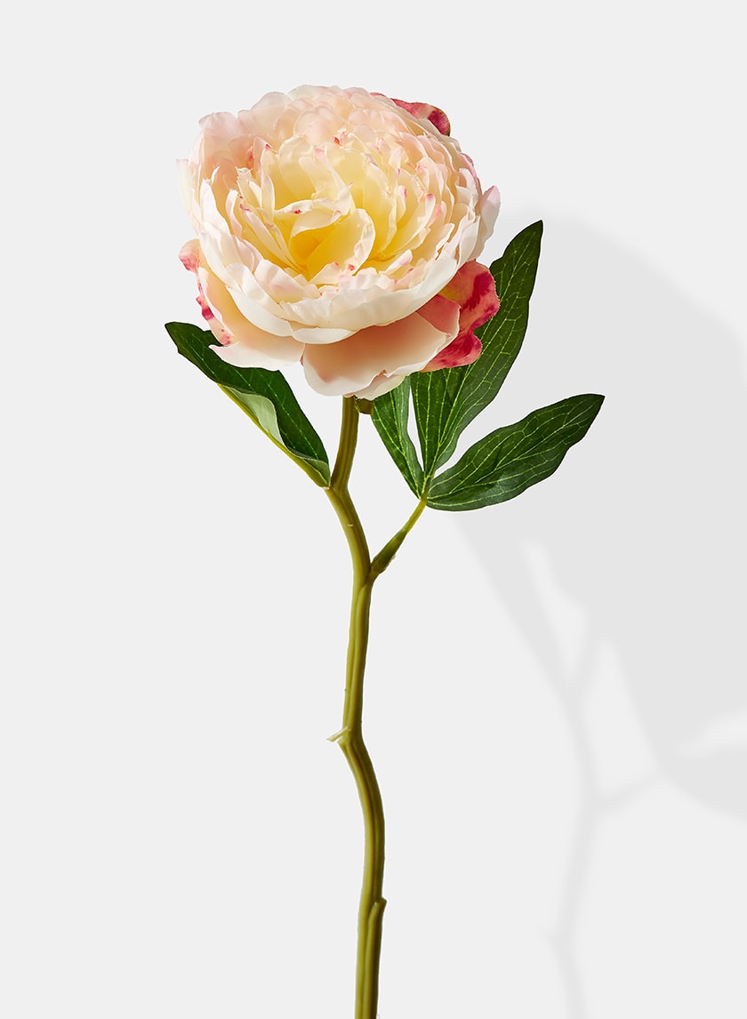 13in Long Cream Peony, Case of 12 Decor Jamali Garden