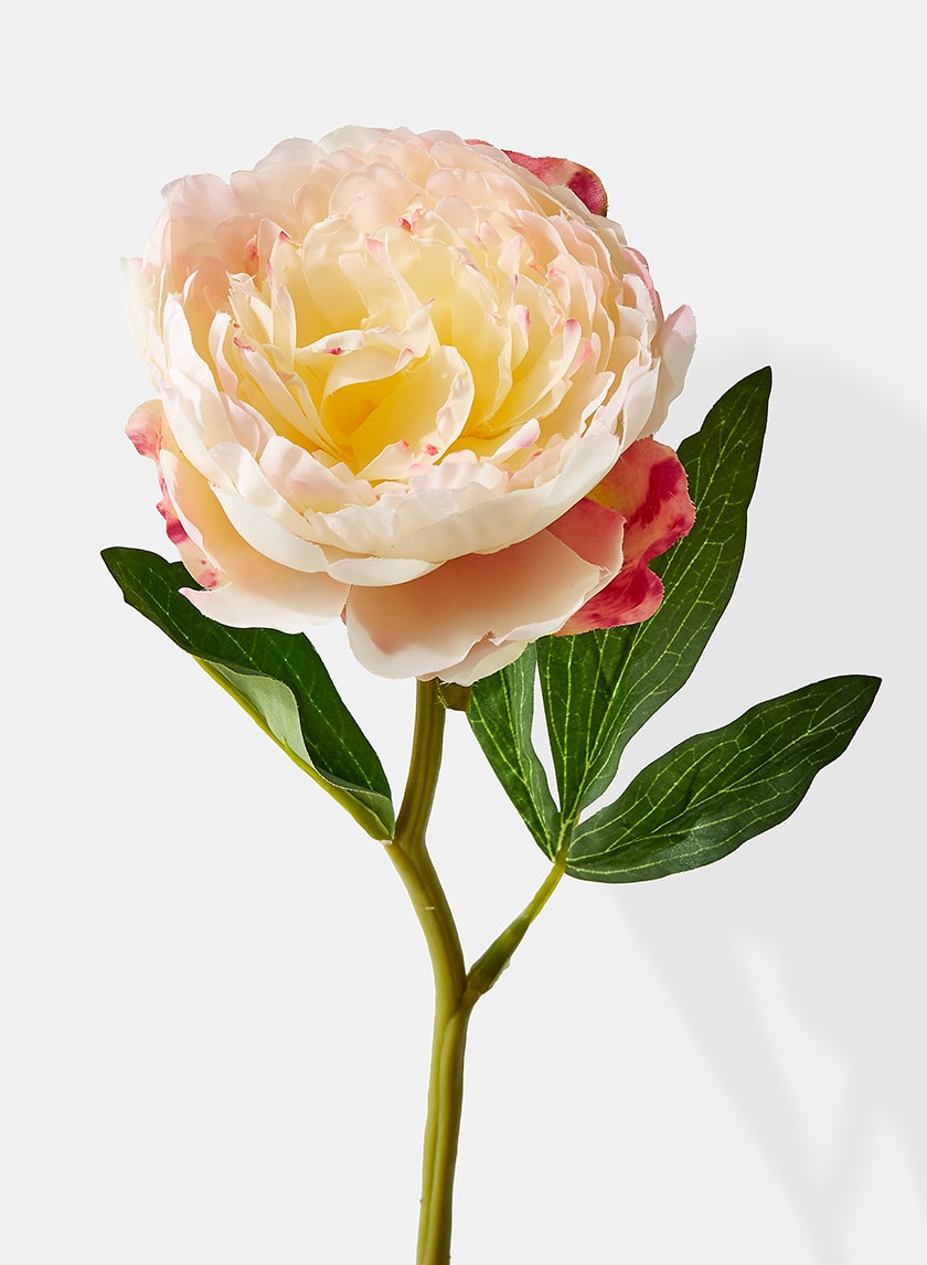 13in Long Cream Peony, Case of 12 Decor Jamali Garden