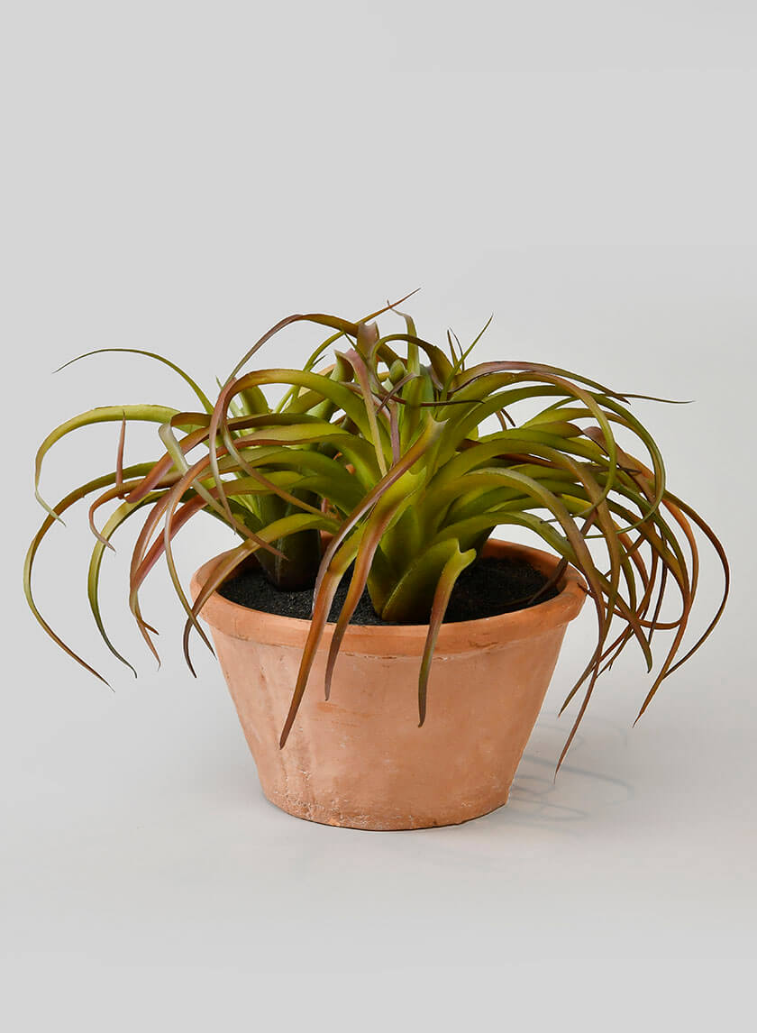 8in Tall Medium Potted Tillandsia Decor Jamali Garden