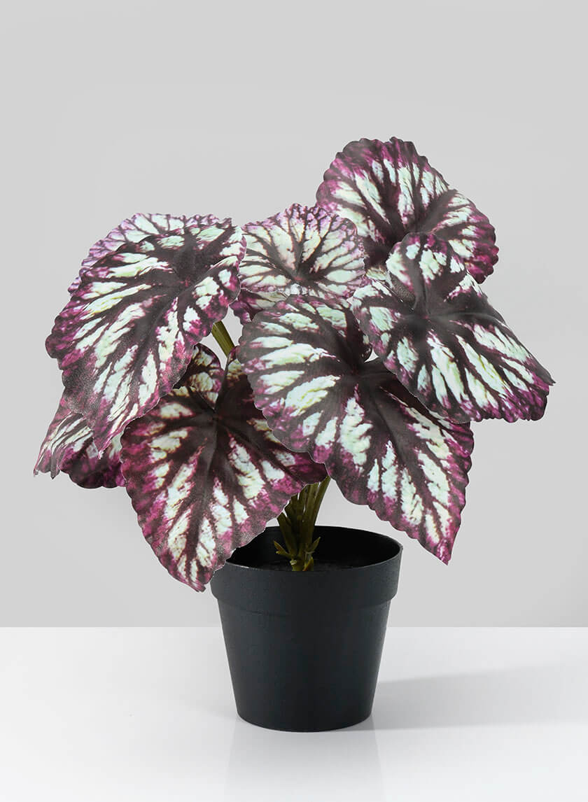 13in Tall Potted Begonia Cathayana Decor Jamali Garden