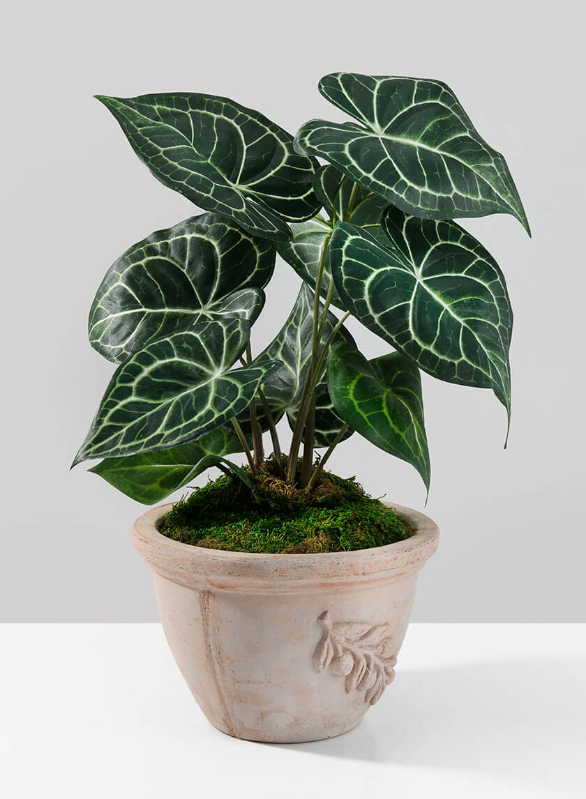 15in Tall Potted Anthurium Plant Decor Jamali Garden