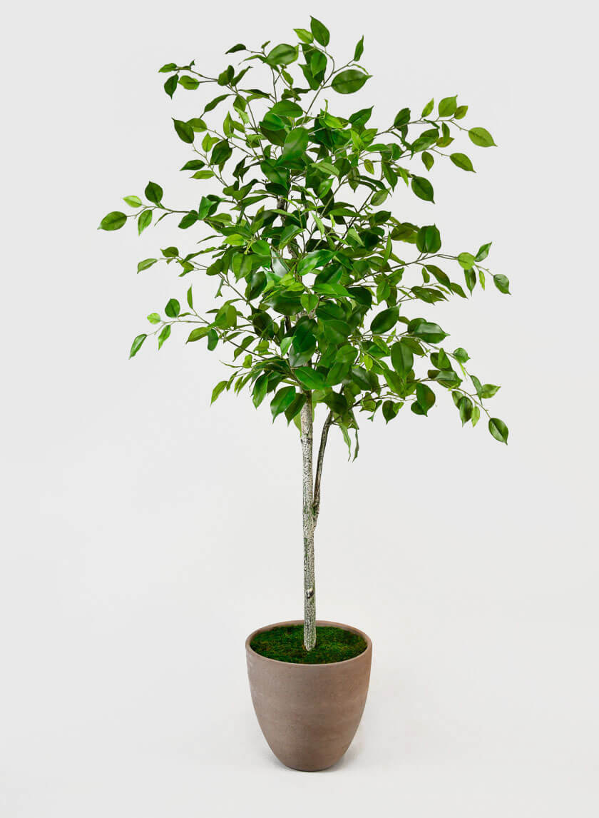 59in Tall Ficus Tree Decor Jamali Garden