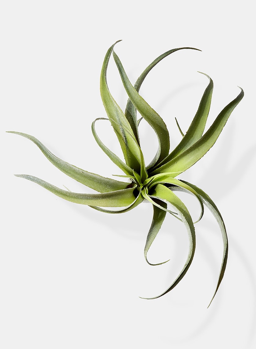 12in Long Frosted Tillandsia Decor Jamali Garden