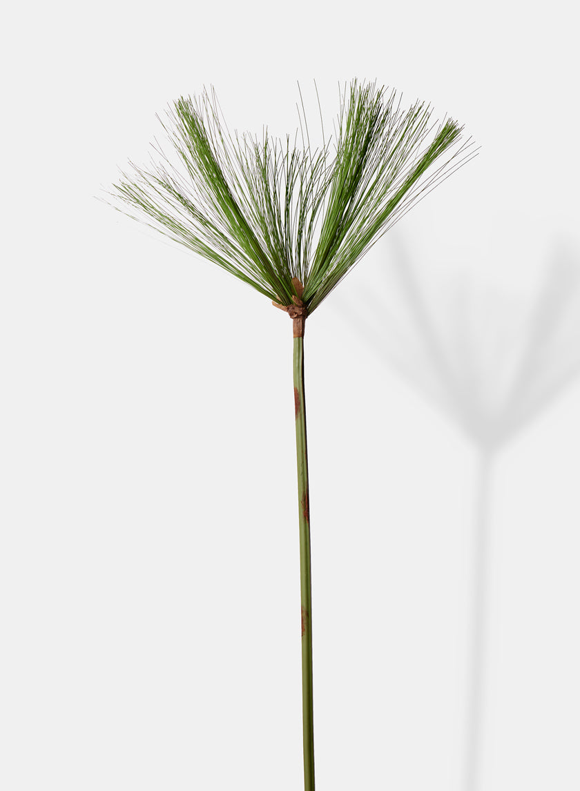 43.5in Long Cypress Branch, Case of 12 Decor Jamali Garden