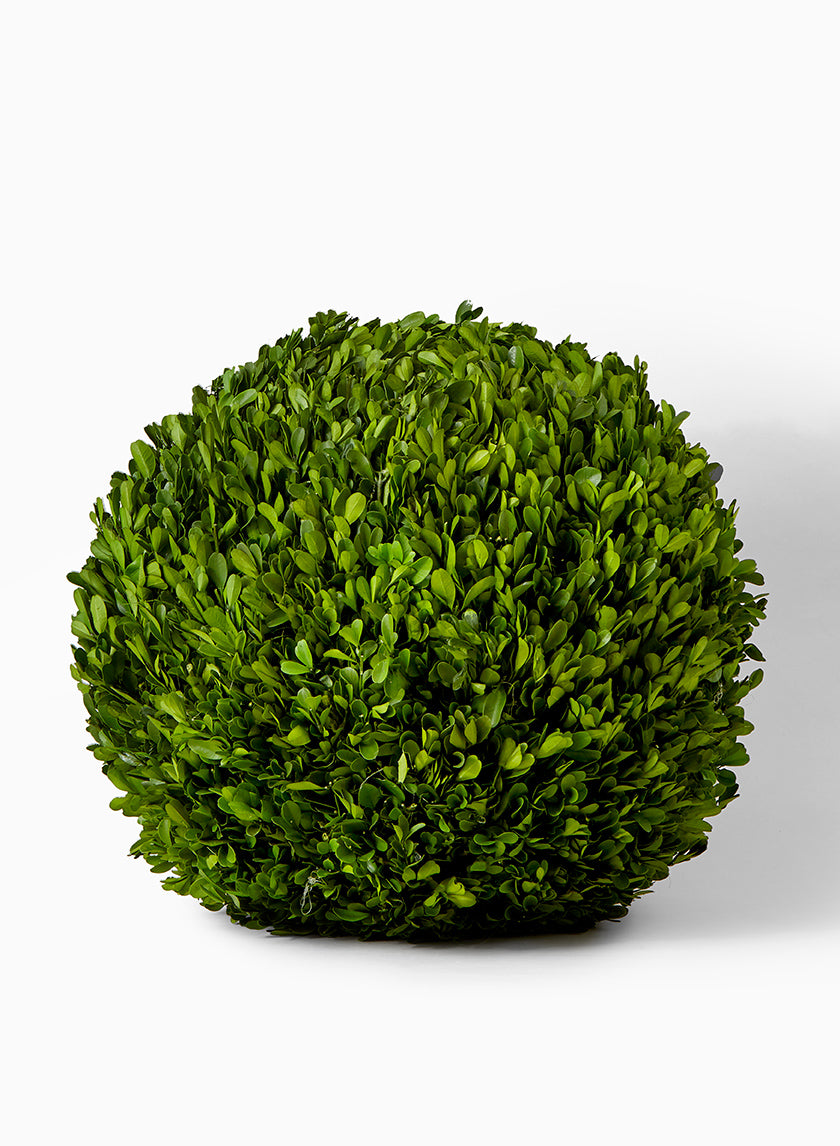 16in Wide Preserved Boxwood Ball Decor Jamali Garden