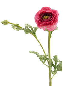 27in Long Light Red Ranunculus, Case of 12 Decor Jamali Garden