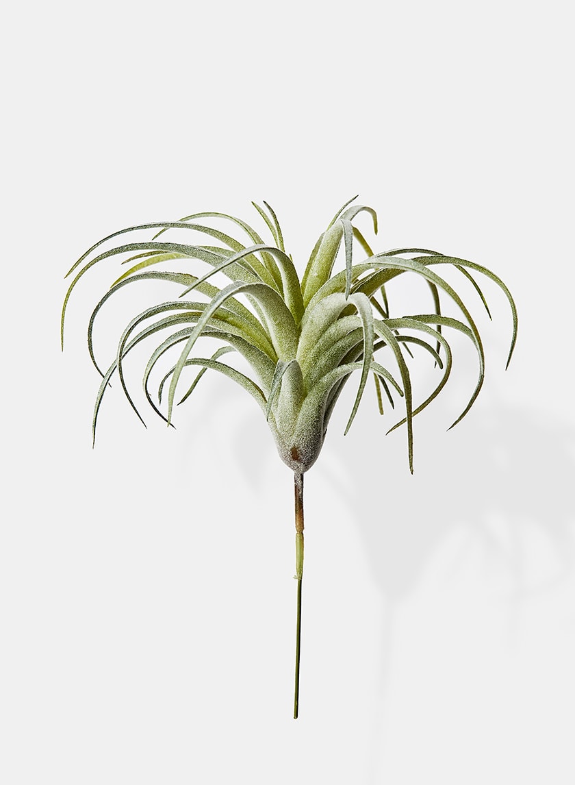 7in Long Frosted Tillandsia, Case of 24 Decor Jamali Garden