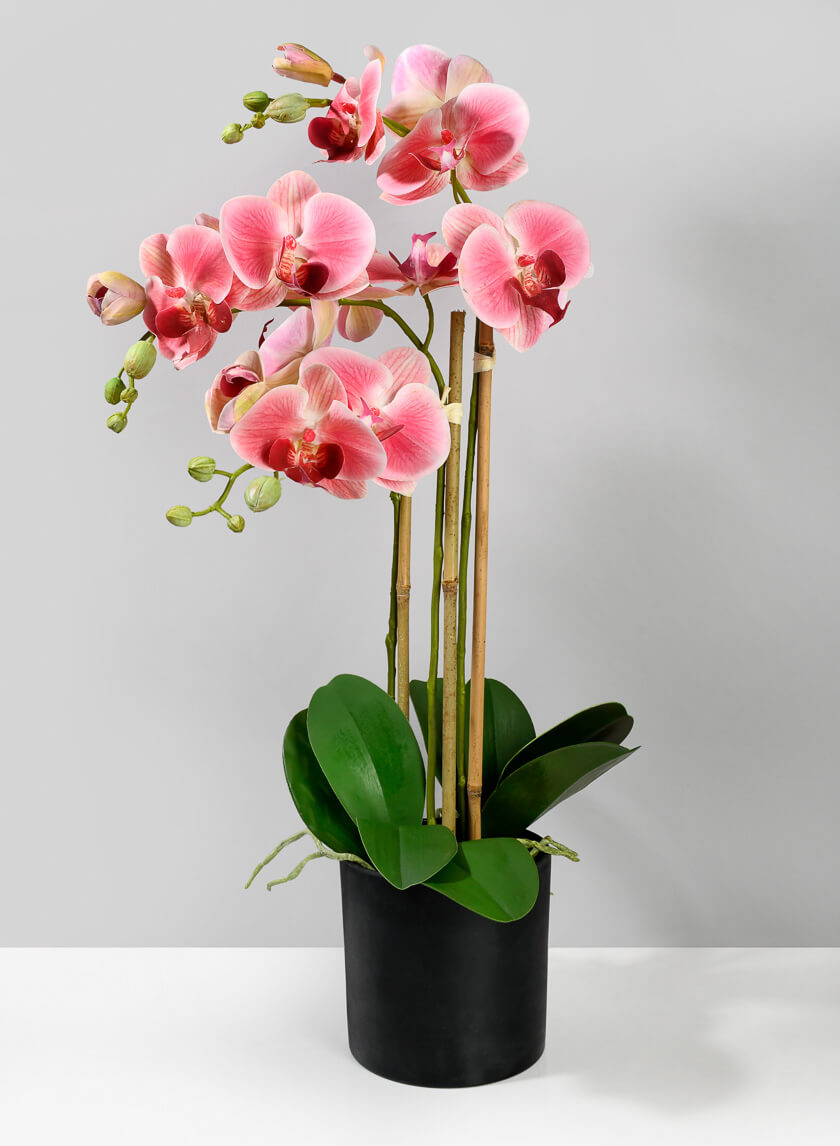26in Tall Pink Phalaenopsis Orchid In a Pot Decor Jamali Garden